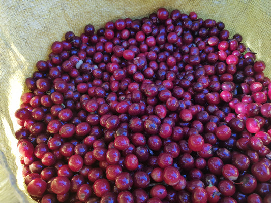 cerises de café