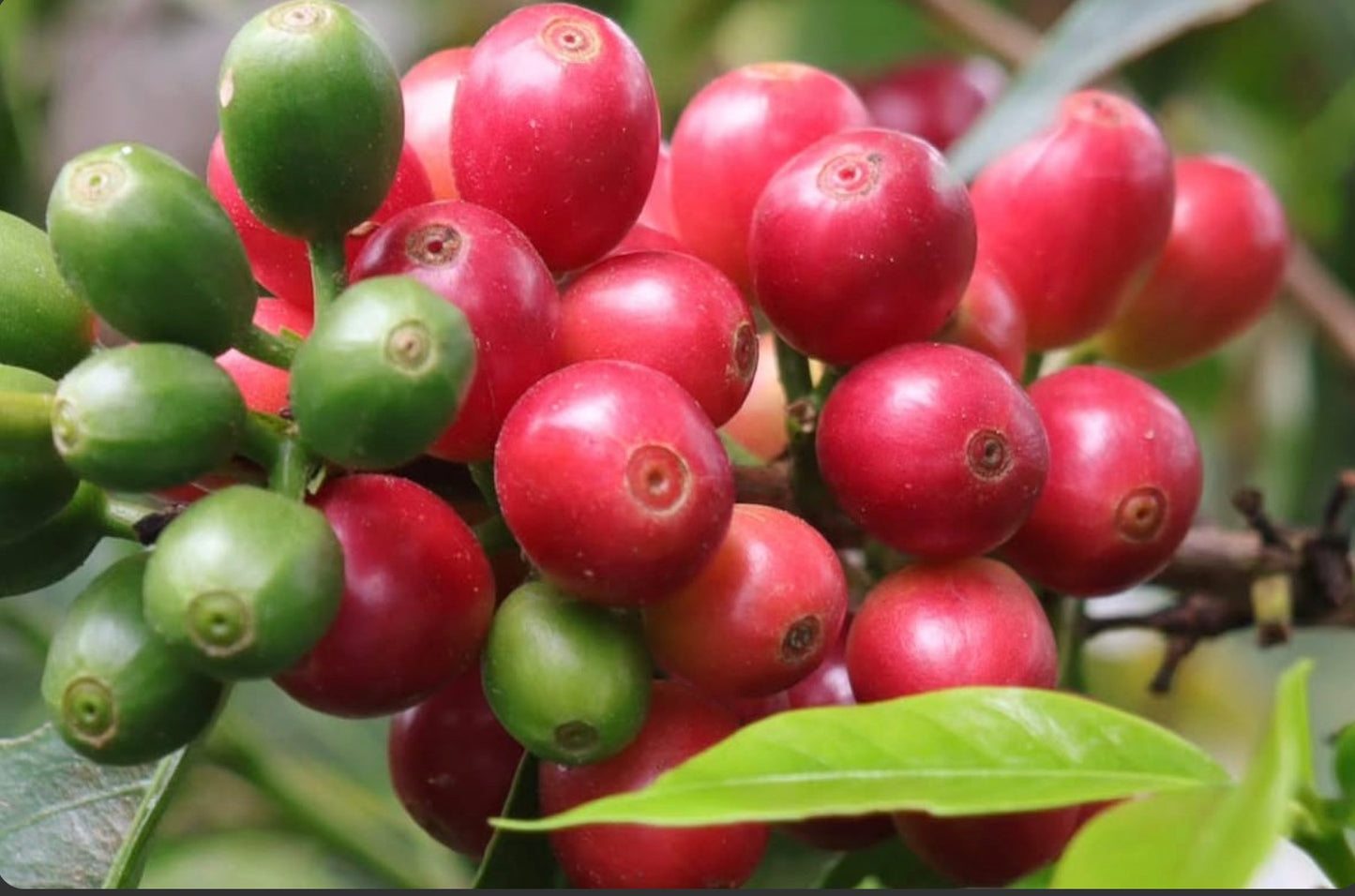 Cerises de café Gaitania